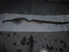 Paraphimophis rusticus