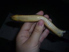 Paraphimophis rusticus