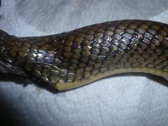 Paraphimophis rusticus