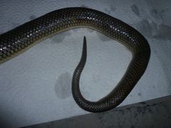 Paraphimophis rusticus