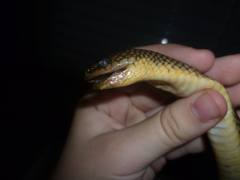 Paraphimophis rusticus