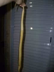 Paraphimophis rusticus