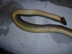 Paraphimophis rusticus
