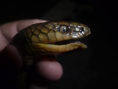 Paraphimophis rusticus