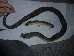 Paraphimophis rusticus