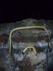 Paraphimophis rusticus