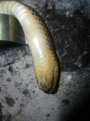 Paraphimophis rusticus