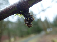 Tolypothrix byssoidea