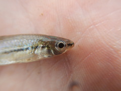 Notropis atrocaudalis