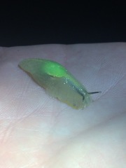 Gaeotis nigrolineata