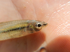 Notropis atrocaudalis