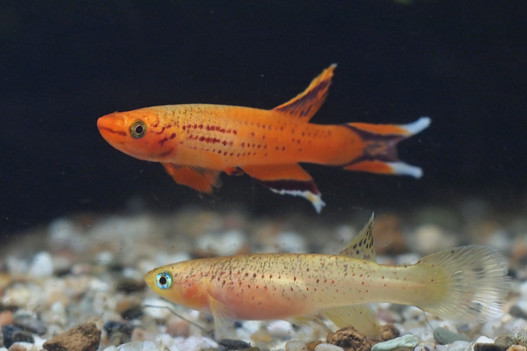 Killi Cap Lopez (Aphyosemion australe)