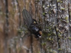 Hydrellia albilabris