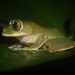 Tai Forest Tree Frog - Photo no rights reserved