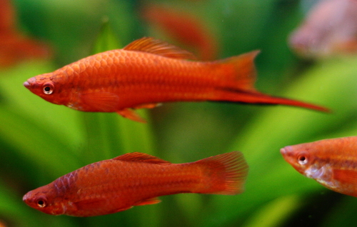 Green Swordtail