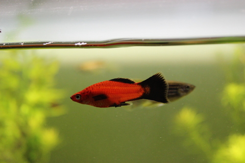 Green Swordtail