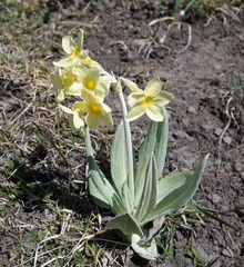 Primula orbicularis