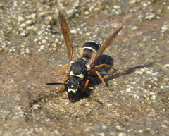 Pseudepipona herrichii