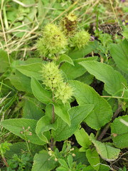 Lepechinia caulescens