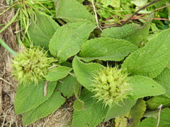 Lepechinia caulescens