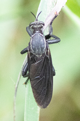 Prolepsis tristis