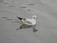 Chroicocephalus ridibundus