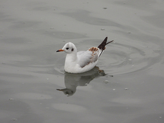 Chroicocephalus ridibundus