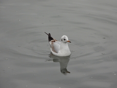 Chroicocephalus ridibundus