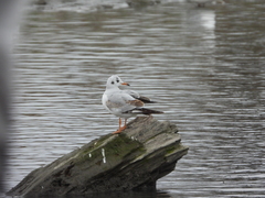 Chroicocephalus ridibundus