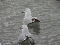 Chroicocephalus ridibundus