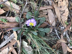 Brachyscome spathulata