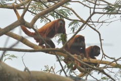 Alouatta arctoidea