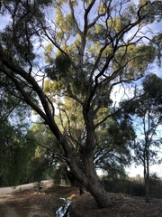 Eucalyptus largiflorens