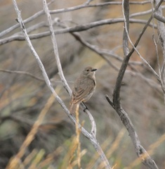 Pachycephala rufogularis