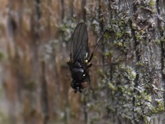 Hydrellia albilabris