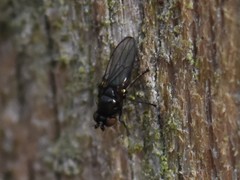 Hydrellia albilabris