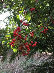 Pyracantha crenatoserrata