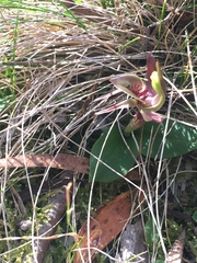 Chiloglottis triceratops
