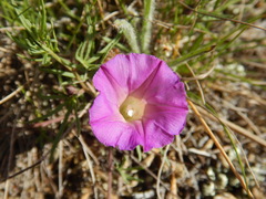 Ipomoea plummerae