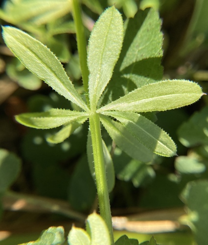Galium image