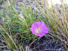 Ipomoea plummerae