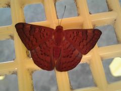 Emesis mandana