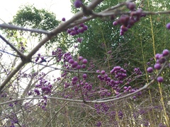 Callicarpa bodinieri