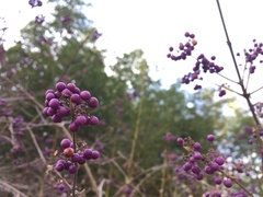Callicarpa bodinieri