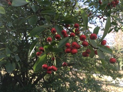 Pyracantha crenatoserrata