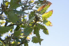 Quercus ithaburensis macrolepis