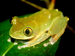 Tai Forest Treefrog photo 2