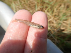 Etheostoma proeliare