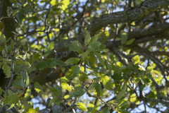 Quercus ithaburensis macrolepis