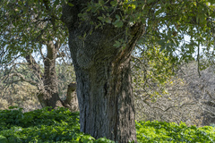 Quercus ithaburensis macrolepis